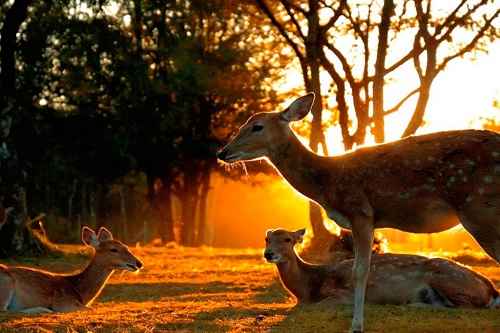 Chiang Mai Night Safari – 1 dia