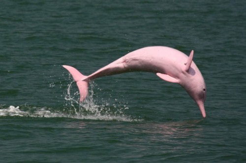 O Encanto do Rio Negro - Boto Cor-de-Rosa