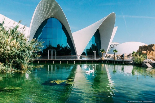 Oceanografic - 1 dia